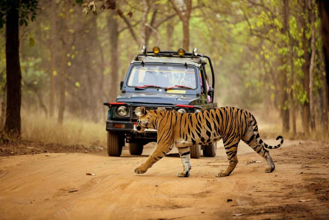safari